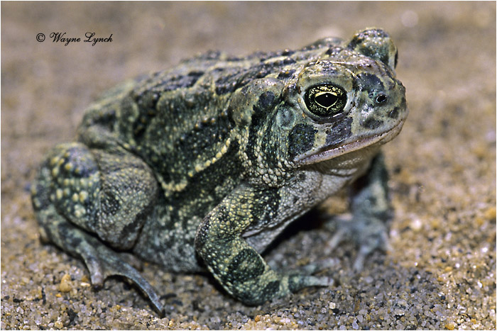Great Plains Toad 101 by Dr. Wayne Lynch &copy;